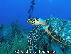hawksbill turtle in v.j.levels dive site at parguera area! by Victor J. Lasanta 